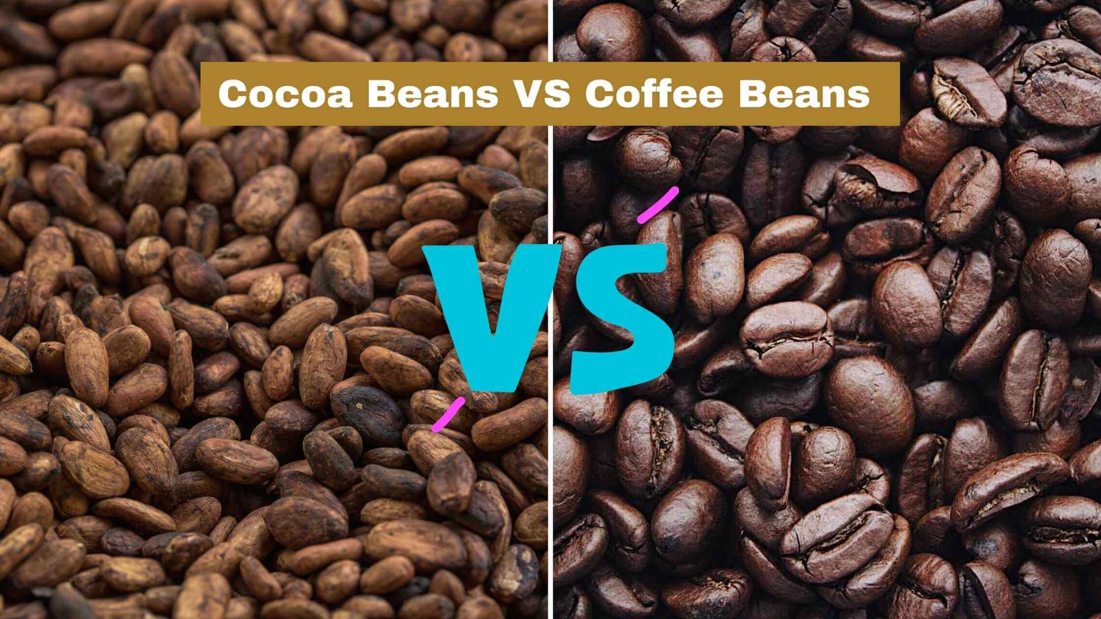 Cocoa beans vs coffee beans (beans showdown)