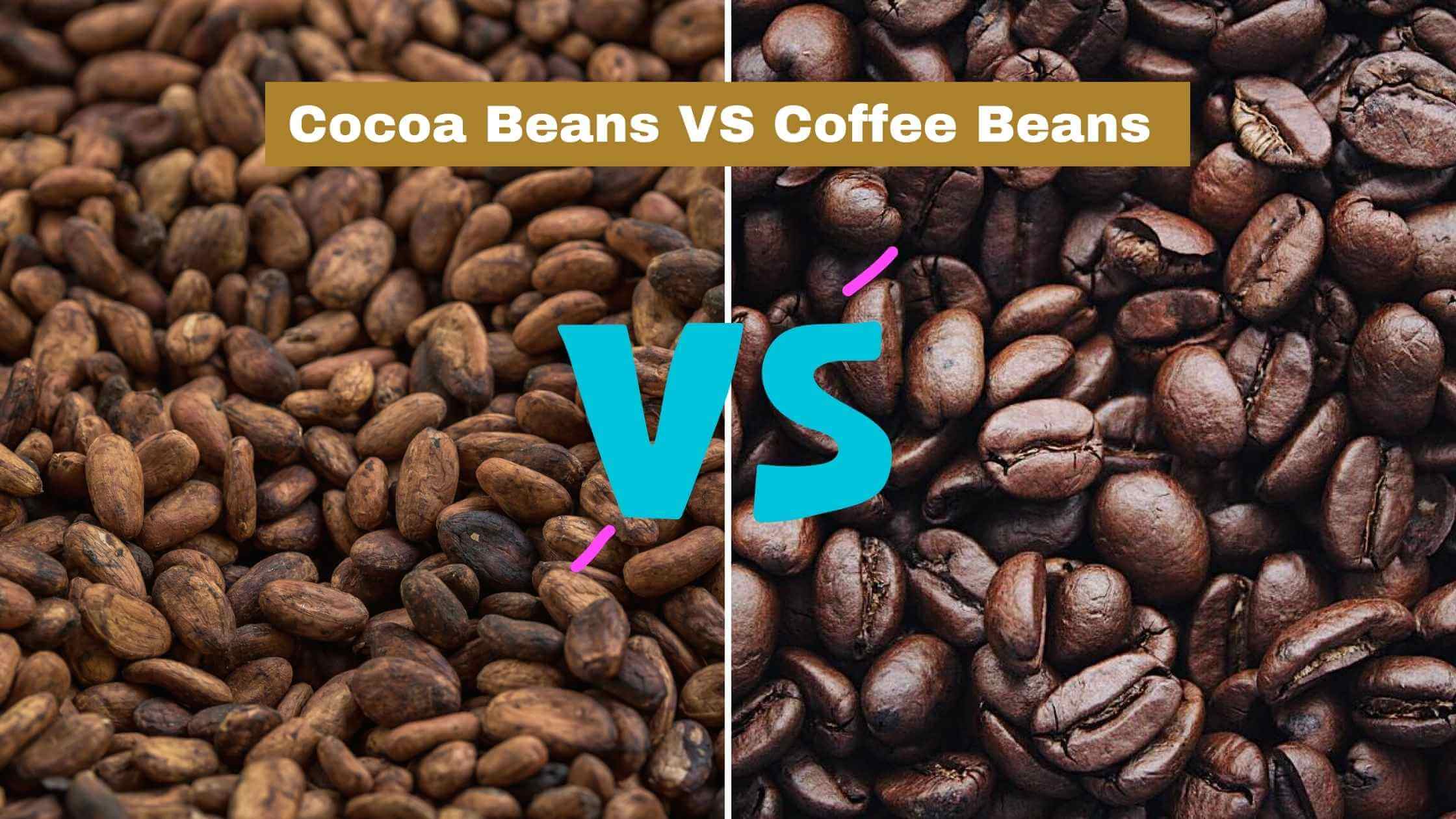 cocoa beans vs coffee beans