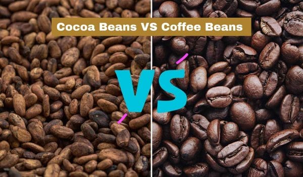 cocoa beans vs coffee beans