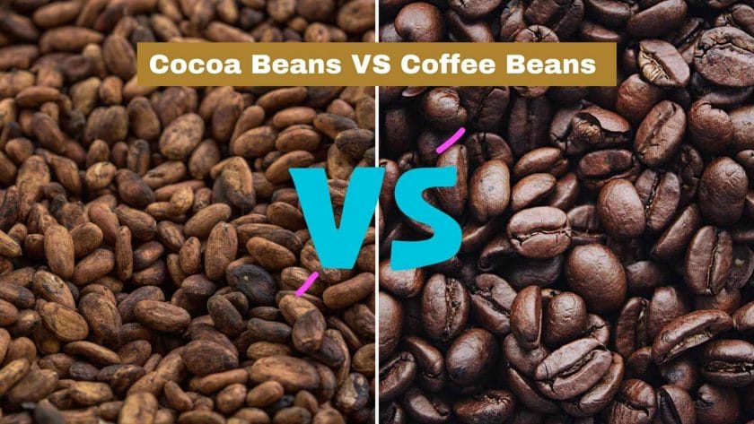 Photo of cocoa beans on the left and coffee beans on the right. Cocoa beans vs coffee beans .