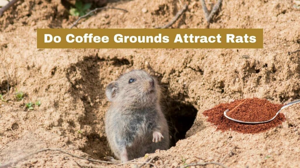 Mouse coming out of his hole and coffee ground on a spoon by its side. Do Coffee Grounds Attract Rats?