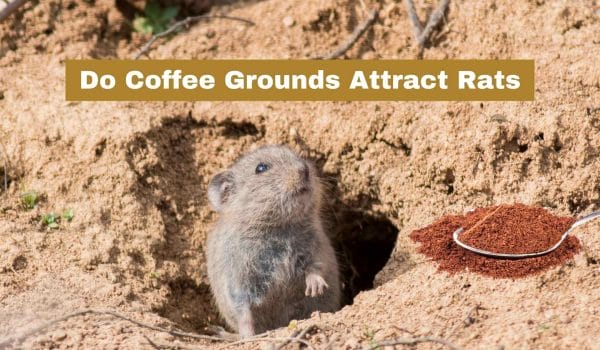 Do Coffee Grounds Attract Rats